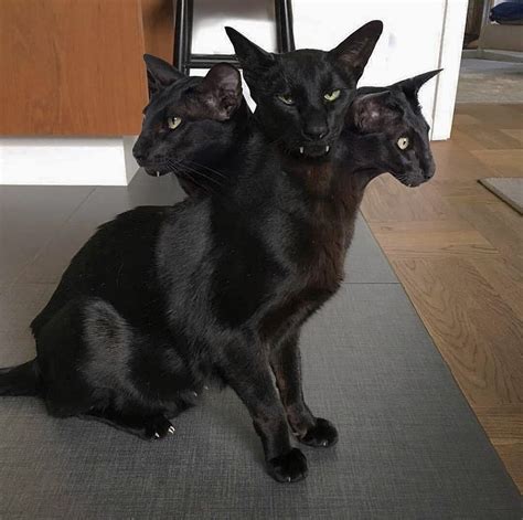 Pin By ♡hannah♡ On ・altar ・ Rare Cats Cats Funny Cat Memes