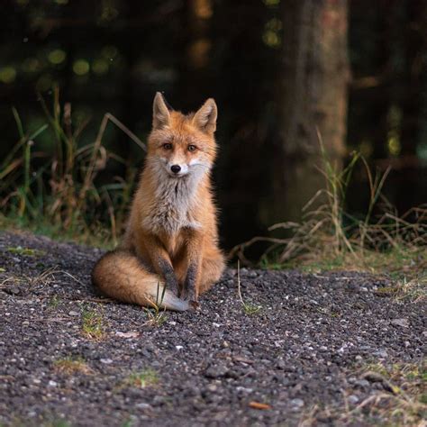 A Red Fox Sitting In The Woods Pet Fox Fox Animals Beautiful