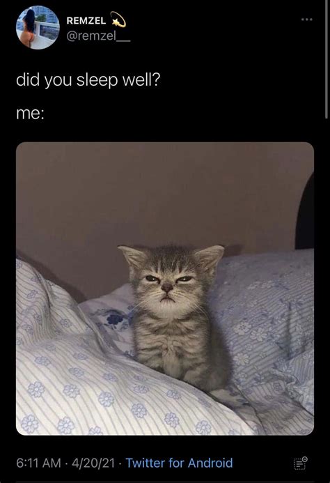 Exhausted Cat Meme