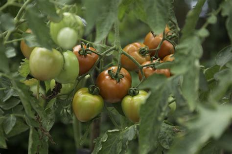 Pruning Tomato Plants In Pots