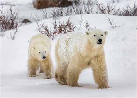 Premium Photo Two Polar Bears Playing With Each Other In The Snow