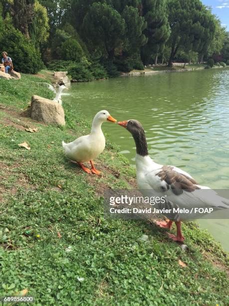 Ducks Kissing Photos And Premium High Res Pictures Getty Images