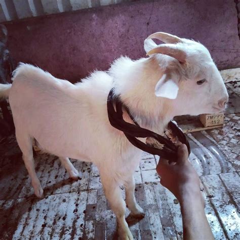 Male White Bantam Goat In Nagpur 10 25 At Rs 15999piece In Nagpur Id 27442524997