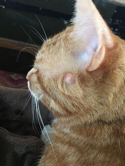 Help What Is This Bump On Cats Head Thecatsite