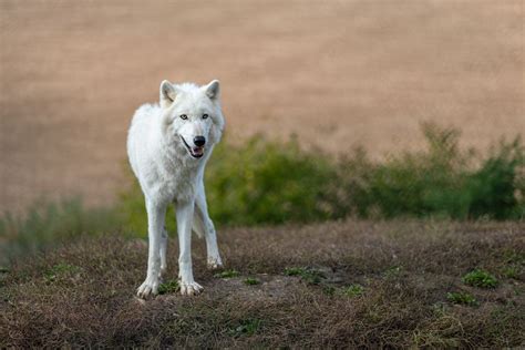 Polarwolf Foto And Bild Tiere Zoo Wildpark And Falknerei Säugetiere