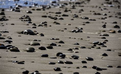 Sea Pebbles Free Stock Photo Public Domain Pictures