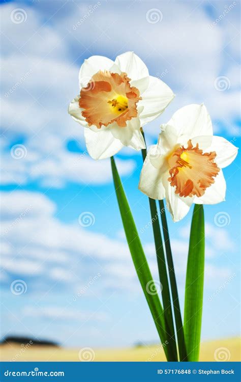 White Daffodils Against Blue Sky With Clouds Stock Photo Image Of