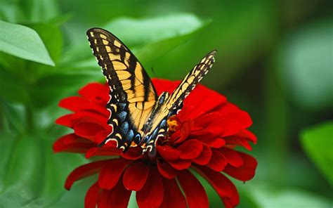 4k Butterflies And Flowers Wallpapers High Quality