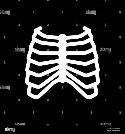 Rib Cage Skeleton Anatomy Human Skeletal System Cross Section Vector
