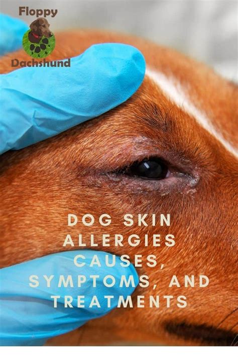 Dog Skin Allergies Causes Symptoms And Treatments Floppy The Dachshund