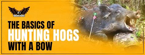 The Basics Of Hunting Hogs With A Bow Arrows 2 Bows