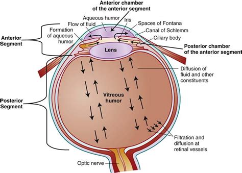 Assessment Of The Eye And Vision Nurse Key