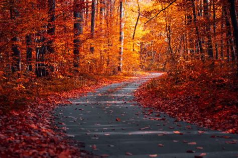 Asphalt Curvy Road With Fallen Leaves In Autumn Forest Autumnal