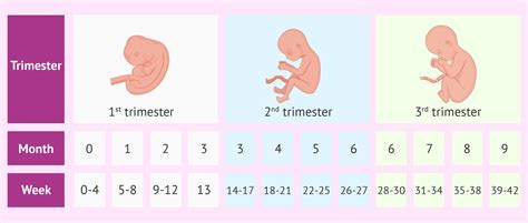 Image Result For Week Month Trimester Chart