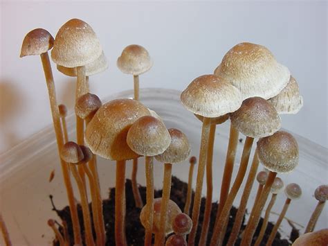 How Long Does It Take To Grow Magic Mushrooms At Home