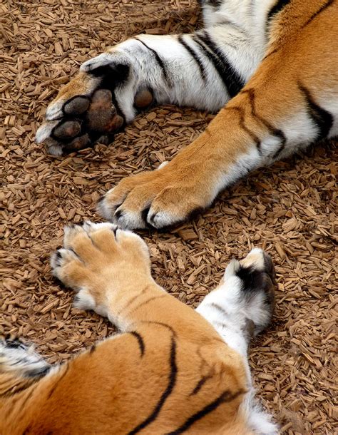 Tiger Paws Oldogs Flickr