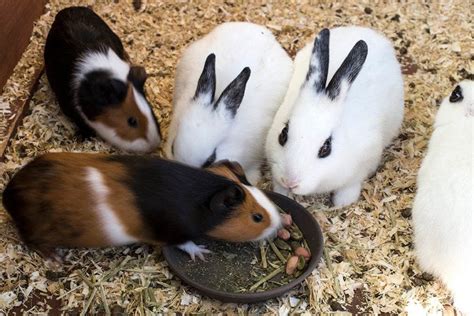 Can Guinea Pigs Eat Rabbit Food Vet Reviewed Health And Safety Facts