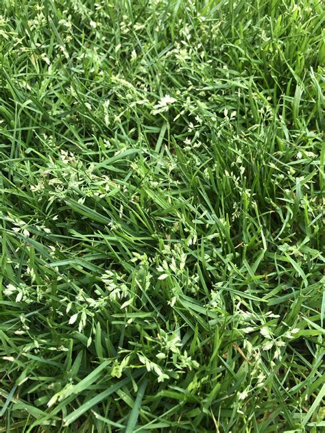 Is This Crabgrass Seed A Neighbor Came By And Said ‘nice Lawn