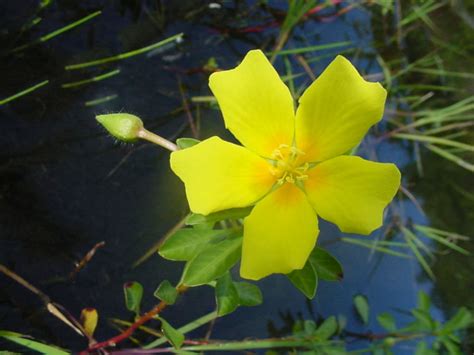 Ludwigia Peploides Floating Primrose Willow World Of Flowering Plants