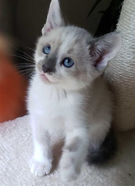 Ragdoll Siamese Kittens