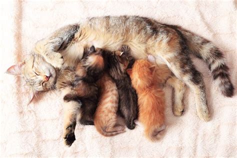 Feline Pregnancy How To Care For A Pregnant Cat Petguide