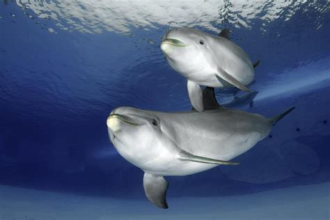 Bottlenose Dolphins In An Aquarium Photograph By Science Photo Library