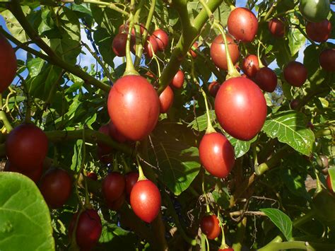 Why Not Start Tamarillo Farming And Watch Your Money Grow On Treeskuza