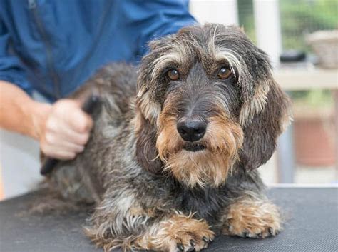 Wire Haired Dachshund 101 Facts And Info Playbarkrun