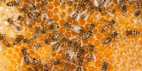Bee nests generate in the following biomes with different chances: Some Revealing Facts about the Honey Bee - We Talk about ...