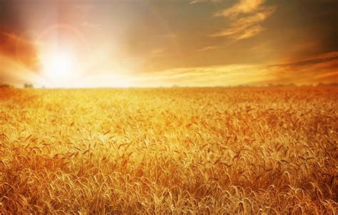 Wallpaper Wheat Field Sunset Nature Field Nature Sunset Wheat