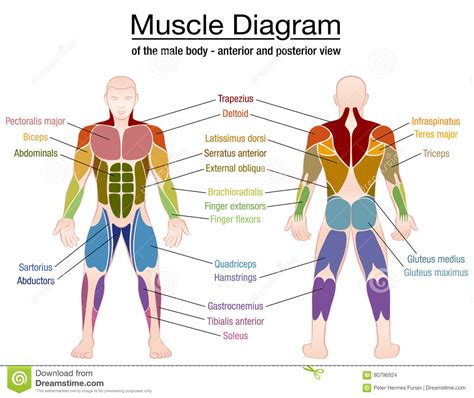 The most basic unit is the cell; Muscle Diagram Male Body Names Stock Vector - Illustration ...