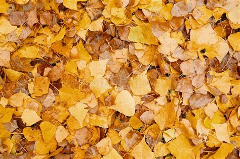 Yellowed Fallen Autumn Dry Leaves Stock Image Image Of Autumnal