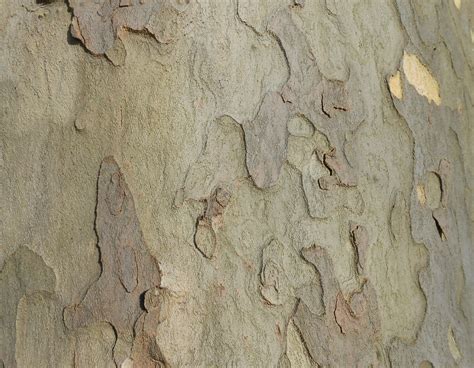 Tree Bark Texture Free Stock Photo Public Domain Pictures