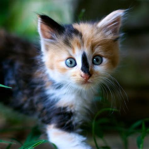 Cute Calico Kitten Pic Animals Pinterest