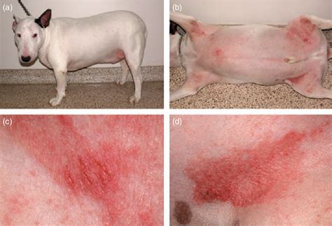 Pdf Treatment Of Canine Atopic Dermatitis Clinical Practice