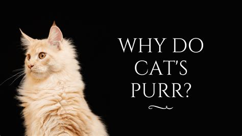 Why Do Cats Purr Cat Sitter Toronto Inc