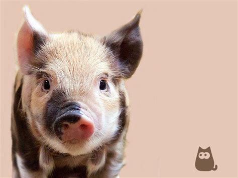 The Best Pet Pig Names 300 Male And Female Options