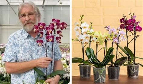 Orchid Care Expert Shares Tips On How To Get An Orchid To Flower Again