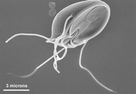 Giardia In The Intestine Parasite Facts And Giardiasis Disease