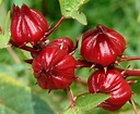 100 Roselle Hibiscus Sabdariffa Organic Seeds Herb Jamaica Red Sorrel ...