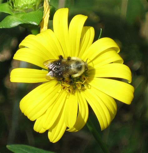 It's been dozens of things since then. Cup Plant - Silphium perfoliatum