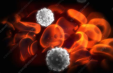 White Blood Cells Stock Image C0079370 Science Photo Library