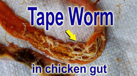 Tapeworms In Chickens Common In Poultry Ranch Vet Learning Videos
