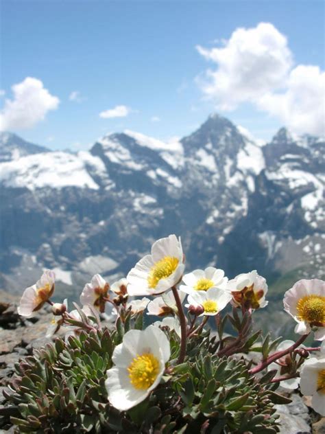 Mountain Flowers Schilthorn Switzerland Beautiful Nature Mountain