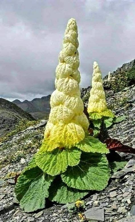 La única "Flor de la Pagoda" del Tíbet es auspiciosa. Esta es la flor