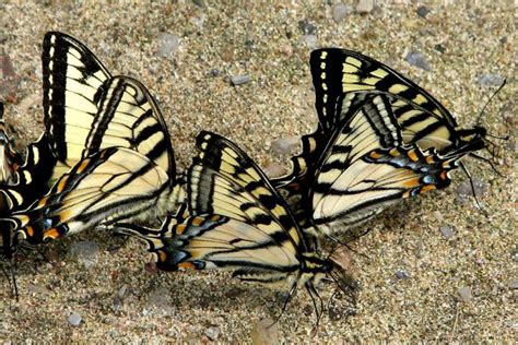 Fascinating Tiger Swallowtail Facts Butterflygardening Com Tiger