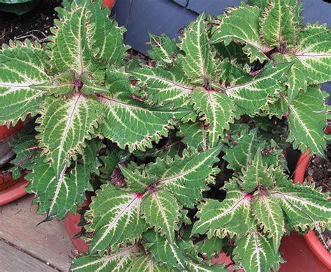 This Coleus Call Tapestry Is From A Nursery And Shows How The Leaf