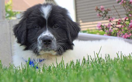 Prior to birth, puppies are developing in the mother dog during the pregnancy for about 63 days. Does a Newfoundland Dog Have Growing Spurts? | Dog Care ...