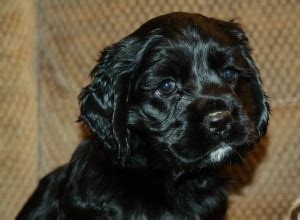 Puppies will be wormed and have… black cockapoo puppy : Puppies for Sale : Dogs for sale in ...