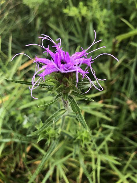 What's in Bloom |Scaly Blazing Star - Virginia Working Landscapes